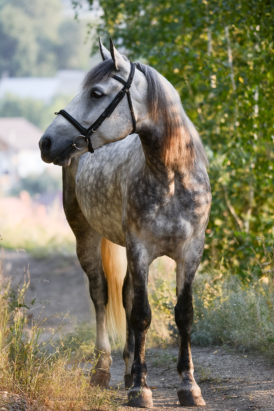 лошадка Лаванда